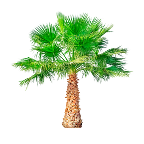 Saw Palmetto (Dwarf Palm) är en del av TestoUltra