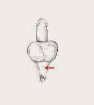 potensmuskler och deras spänningar för att öka styrkan